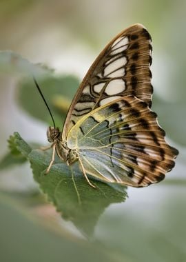 Pretty exotic butterfly