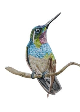 Hummingbird I