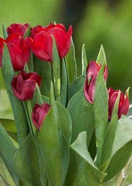 tulip flower in spring in