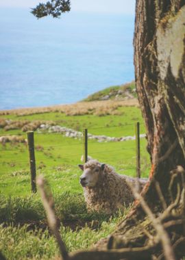 Resting Sheep in Otago