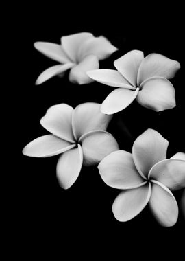 Fine art plumeria