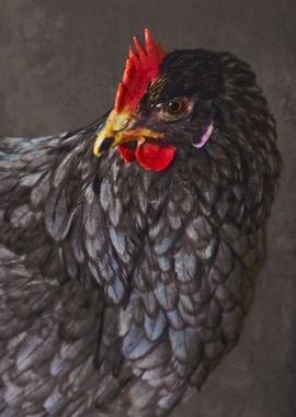 Grey Hen