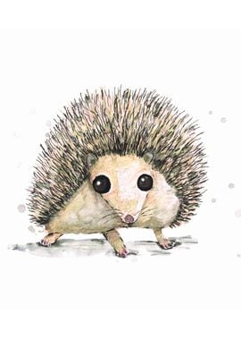 Hedgehog