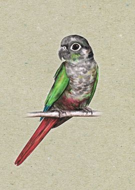 Green cheeked conure