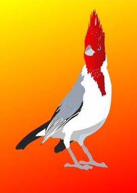 Red crested cardinal