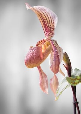 isolated orchid on texture