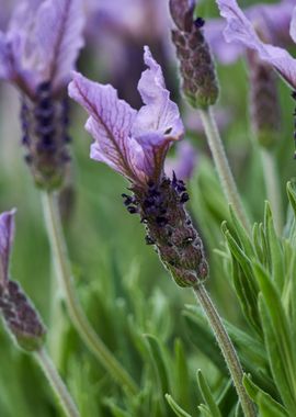 lavender in bloom 