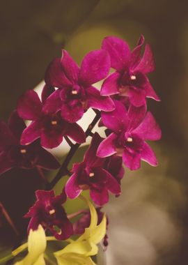 Orchid