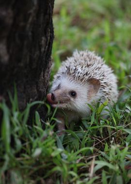 African Pygmy Hedgehog