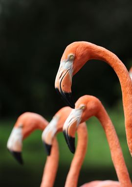 The American flamingo