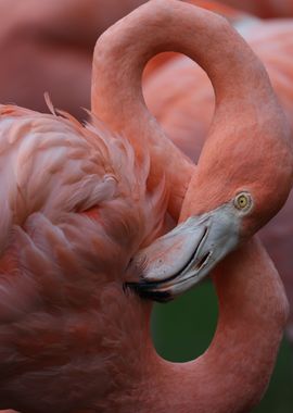 Pink Flamingo