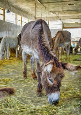 A Barn Full of Donkeys