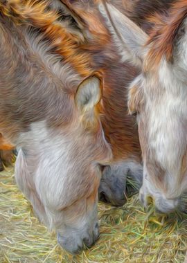 Three Donkey Heads