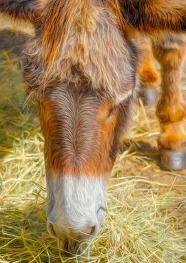 Donkey Grazing