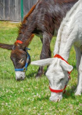 Two Donkeys Eating