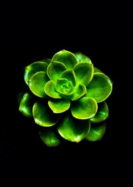 Succulent plant Echeveria