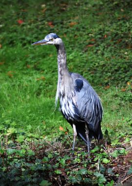 Great Blue Heron 2