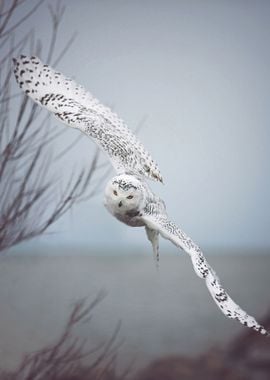 Snowy Owl In Flight