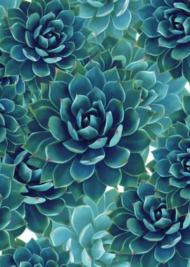 Succulent pattern