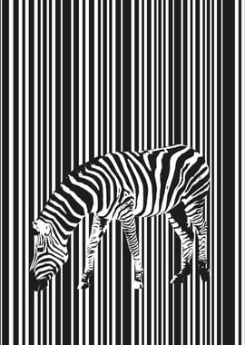 Zebra stripes