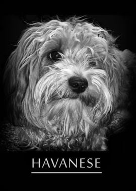 Havanese