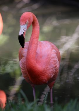 Caribbean Flamingo