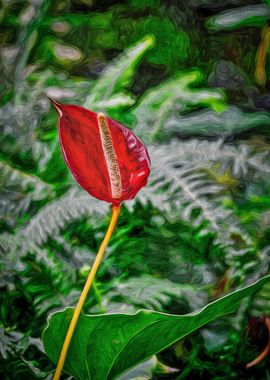 Red Flamingo Flower