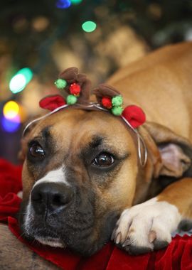 Boxer at Christmas