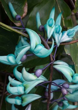 Hawaiian Blue Wild Flower