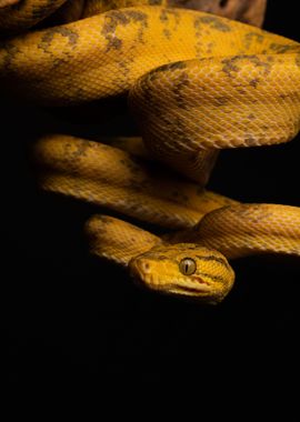 Hanging (Amazon tree boa)