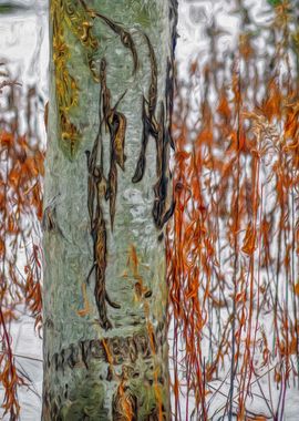 Unusual Tree Trunk