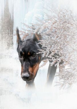 Winter Doberman