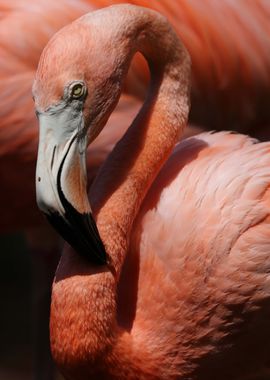 Caribbean Flamingo