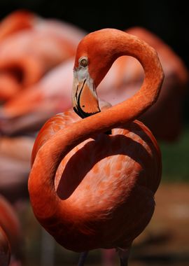 The American flamingo