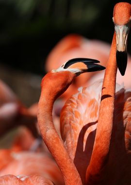 The American flamingo