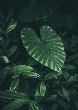 Green Heart Shaped Plant