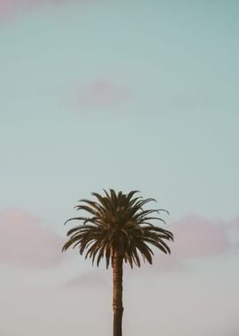 Palm Trees 50