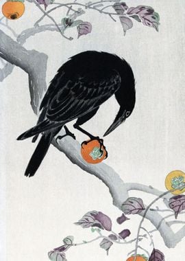 Crow eating a Kaki Fruit