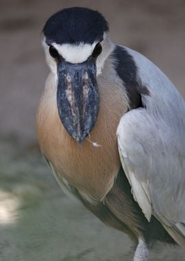 The boat billed heron