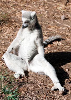 Lemur