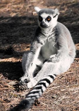 Lemur