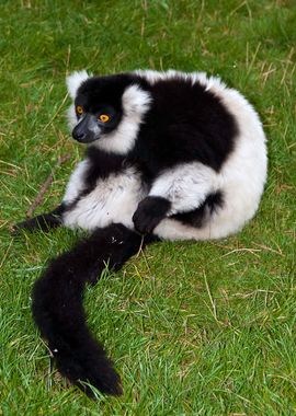 Lemur