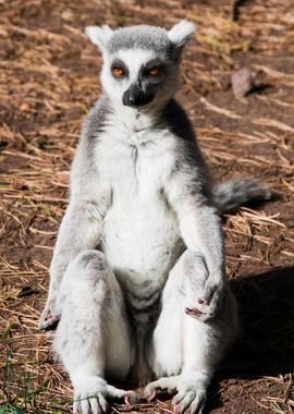 Lemur