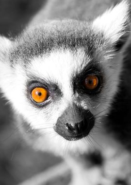 Lemur