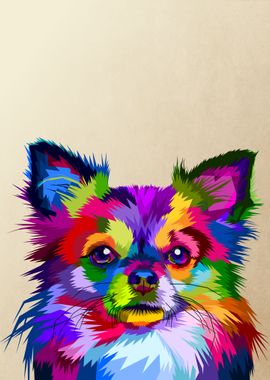 chihuahua dog 