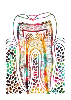 Tooth Structure