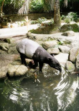 Malayan Tapir