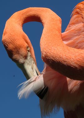 Pink Beauty