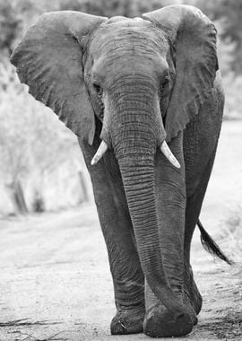 Elephant is walking