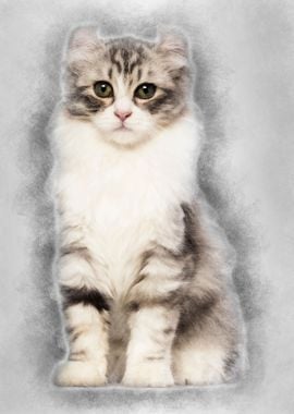 American Curl kitten 3 mon